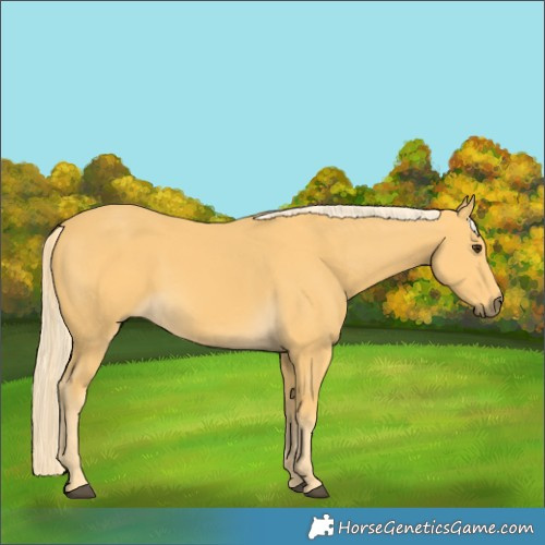 Horse Color:Palomino 