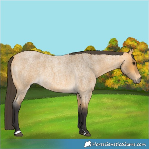 Horse Color:Buckskin Roan