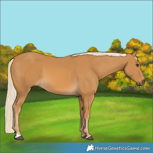Horse Color:Palomino 
