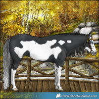 Horse Color:Black Splash Frame 