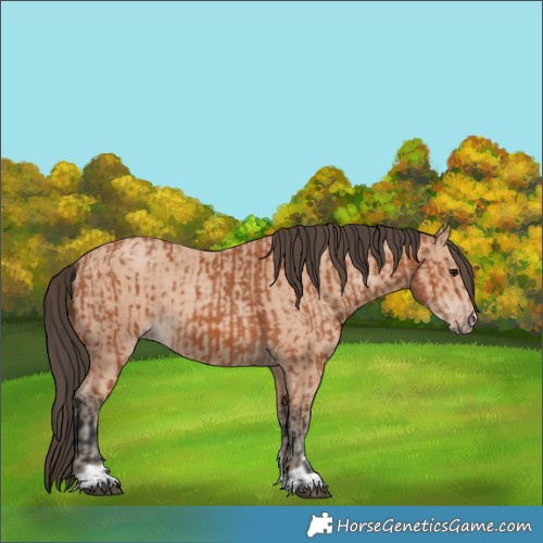 Horse Color:Bay  and Amber Champagne 