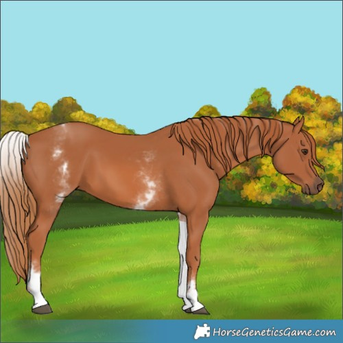 Horse Color:White Spotted Chestnut 
