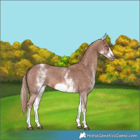 Horse Color:White Spotted Chestnut Sabino Frame