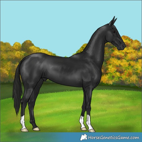 Horse Color:Gray Black