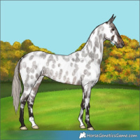 Horse Color:Gray Silver Brown Roan Near Leopard 