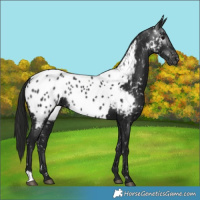 Horse Color:Gray Black Near Leopard