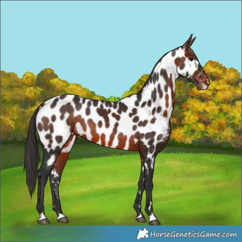 Horse Color:Brown Appaloosa 
