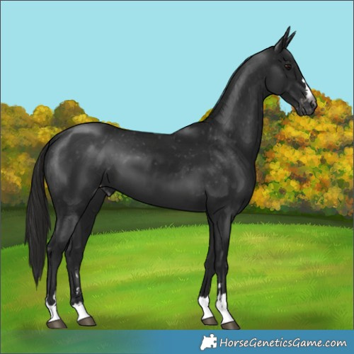 Horse Color:Gray Black Appaloosa
