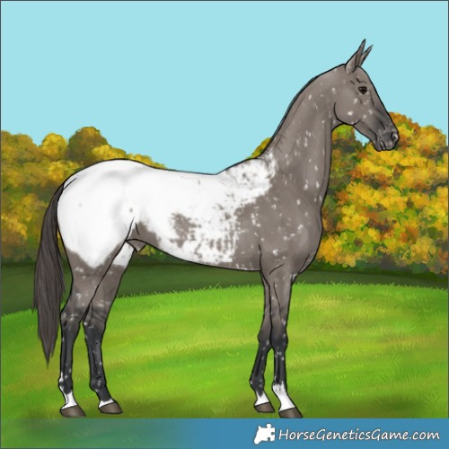 Horse Color:Grullo Appaloosa Rabicano