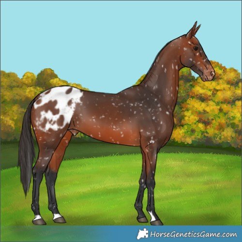 Horse Color:Bay Appaloosa