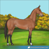Horse Color:Bay 