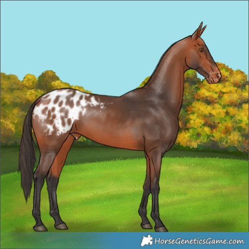 Horse Color:Bay Blanket 