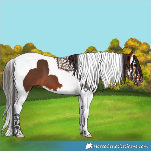 Horse Color:Bay Splash Tobiano 