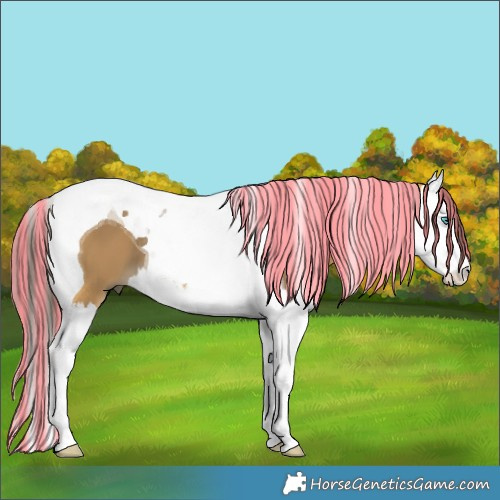 Horse Color:Painted Buckskin Splash Tobiano 