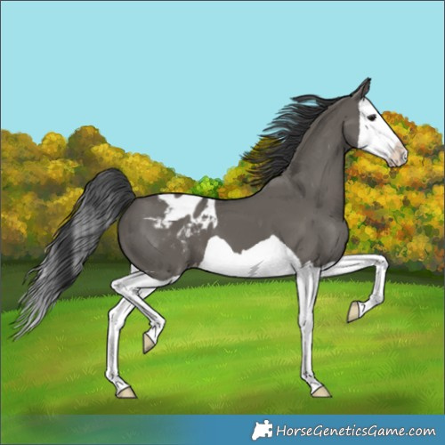 Horse Color:Grullo Splash Appaloosa 