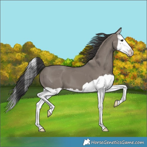 Horse Color:Grullo Splash Appaloosa 