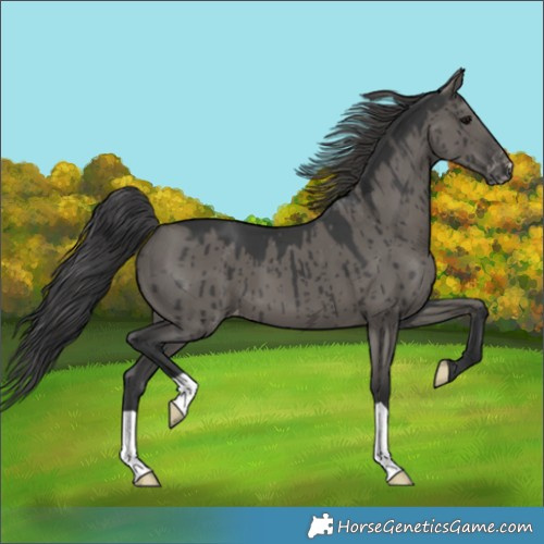 Horse Color:Grullo Appaloosa Brindle 