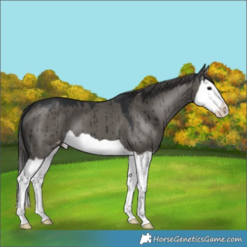 Horse Color:Grullo Splash Appaloosa Brindle 
