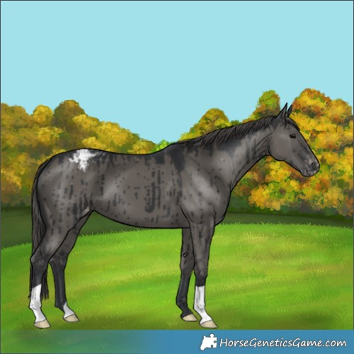 Horse Color:Grullo Appaloosa Brindle 