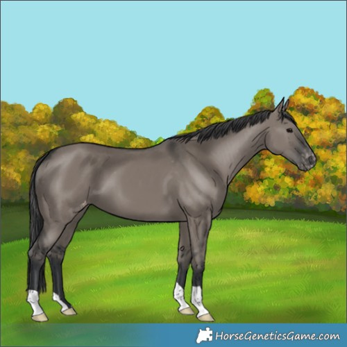 Horse Color:Grullo Appaloosa 