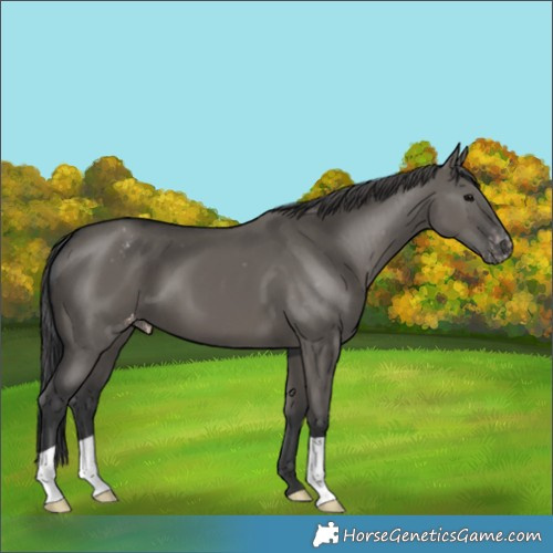 Horse Color:Grullo Appaloosa 