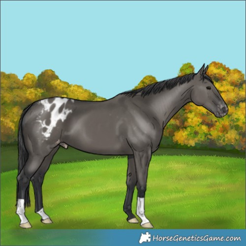 Horse Color:Grullo Appaloosa 