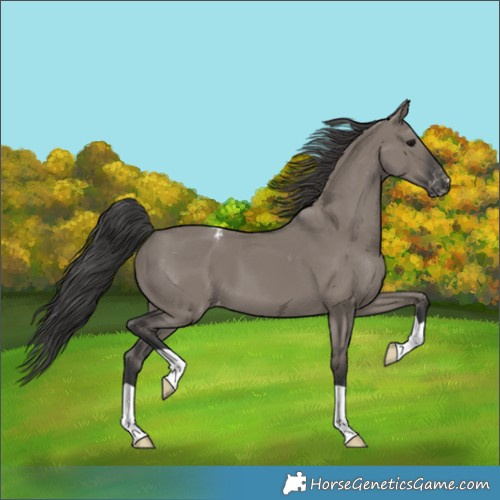 Horse Color:Grullo Appaloosa 