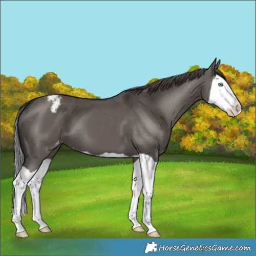 Horse Color:Grullo Splash Appaloosa 