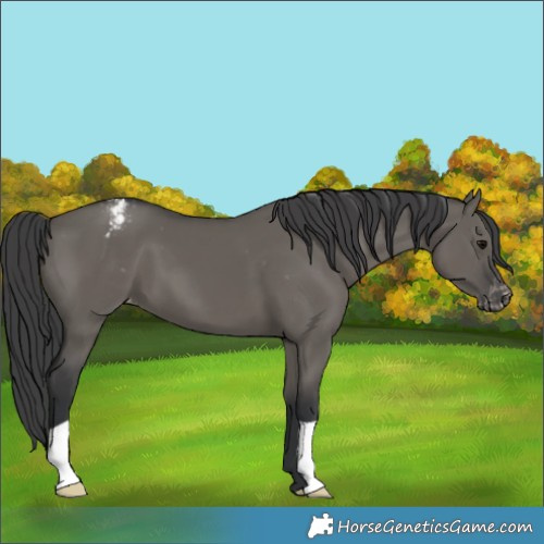Horse Color:Grullo Appaloosa 