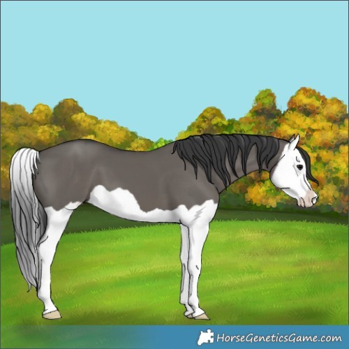 Horse Color:Grullo Splash 