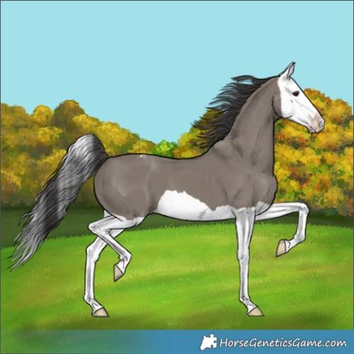 Horse Color:Grullo Splash Appaloosa 