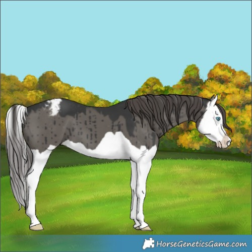 Horse Color:Grullo Splash Appaloosa Brindle 