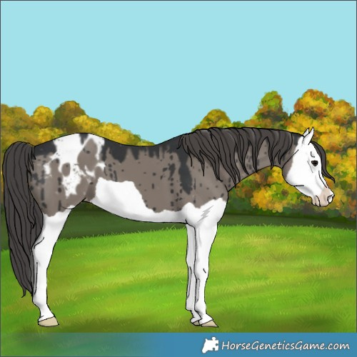 Horse Color:Grullo Splash Appaloosa Brindle 