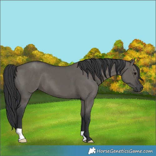 Horse Color:Grullo 