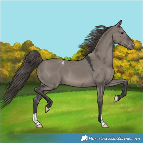 Horse Color:Grullo Mushroom Appaloosa 