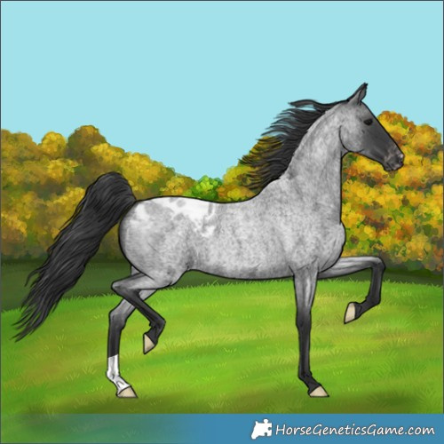Horse Color:Blue Roan Appaloosa