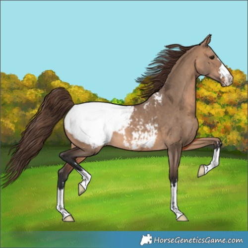 Horse Color:Brown Dun Appaloosa