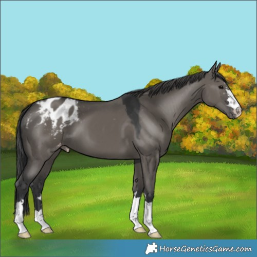 Horse Color:Grullo Appaloosa 