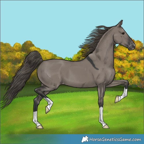 Horse Color:Grullo Appaloosa 