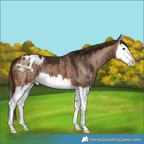 Horse Color:Brown Dun Splash Appaloosa Brindle 