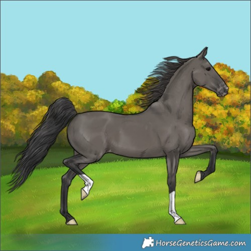 Horse Color:Grullo Appaloosa 