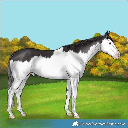 Horse Color:Smoky Black Splash 