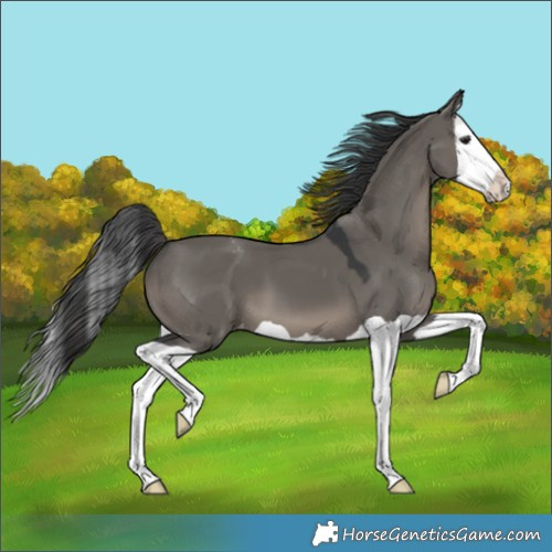 Horse Color:Grullo Splash Appaloosa 