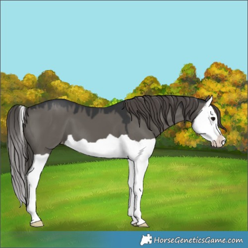 Horse Color:Grullo Splash Appaloosa 