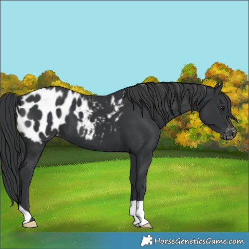 Horse Color:Black Appaloosa 
