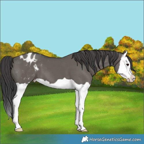 Horse Color:Grullo Splash Appaloosa 