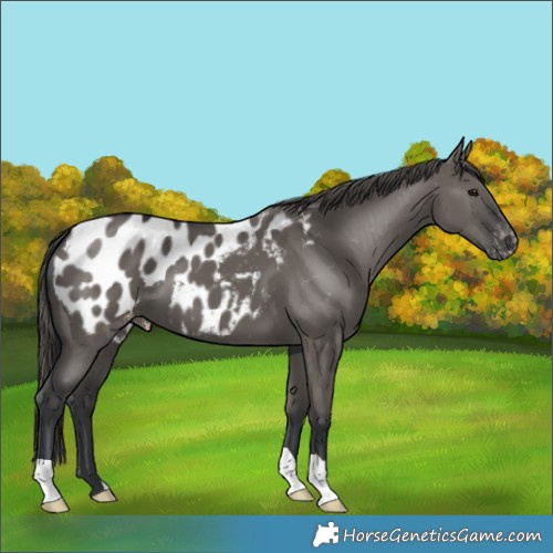 Horse Color:Grullo Appaloosa 