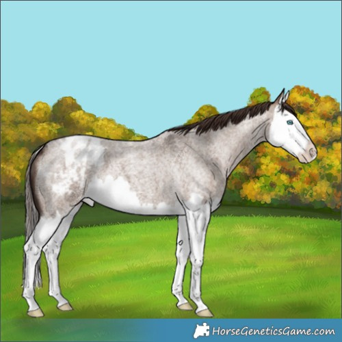 Horse Color:Liver Red Dun Roan Splash Appaloosa