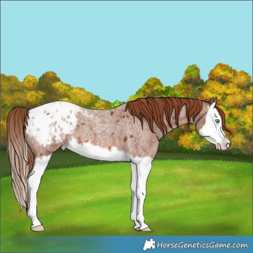 Horse Color:Red Roan Splash Appaloosa 