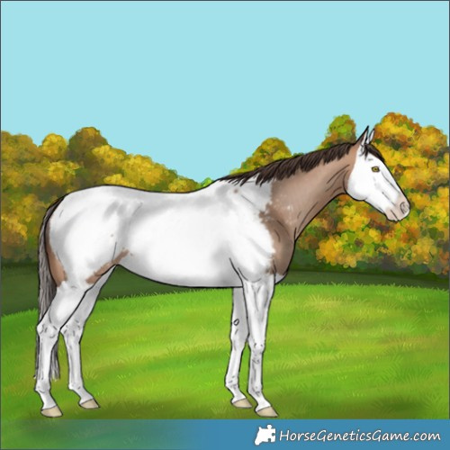 Horse Color:Sable Champagne Splash Appaloosa 